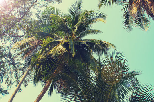 Coconut palm trees