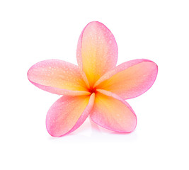 Frangipani flower with water droplets