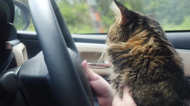 Beautiful Maine Coon cat traveling with a host in car. 3840x2160