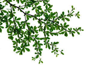 The leaves on white.