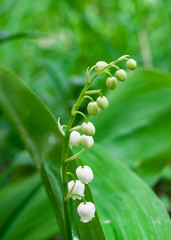 Spring landscape, white Lily flowers on soft green leaves background, close-up