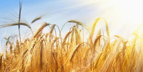 barley field background