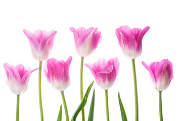 Pink tulips on white background