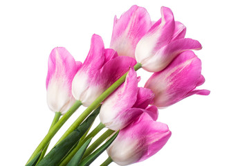 Fototapeta na wymiar Pink tulips on white background