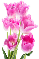Pink tulips on white background