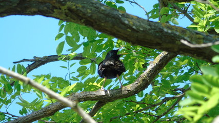 Common blackbird (Turdus merula)