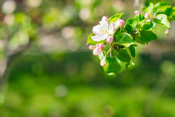 Spring blossom background. Blurred nature backdrop with bokeh. White  blooming flowers of fruit trees. Copyspace for text