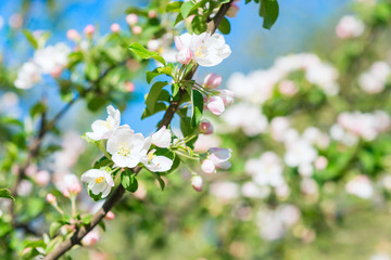 Spring blossom background. Blurred nature backdrop with bokeh. White  blooming flowers of fruit trees. Copyspace for text