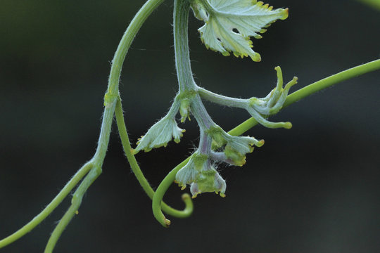 Zarcillos de parra, Sauceda, Hurdes, Espa&ntilde;a
