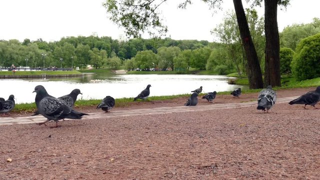 Pigeons walking in park