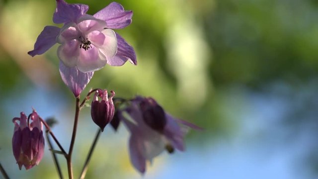 The fragrance of the fragrant meadow is the bells.The long-bell bells.