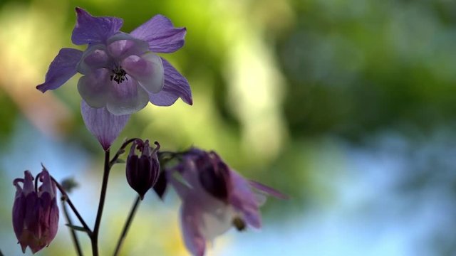 The fragrance of the fragrant meadow is the bells.The long-bell bells.
