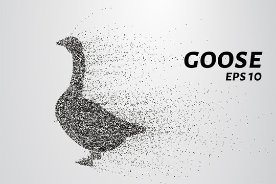 Goose of the particles. Goose consists of circles and points. Vector illustration.