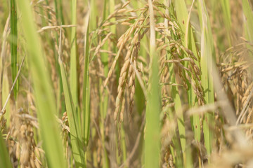 The rice is almost harvest now