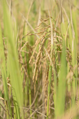 The rice is almost harvest now