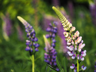 Flowers lupine blue at the green grass garmony