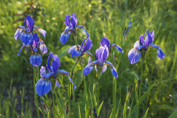 blue siberian iris