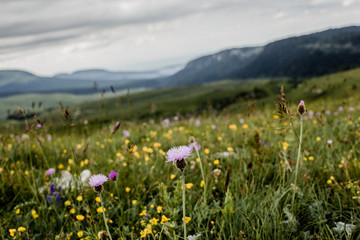 Obraz premium Lago-Naki1