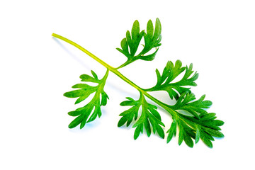 Wermut Wermutkraut Wermutpflanze isoliert freigestellt auf weißen Hintergrund, Freisteller
