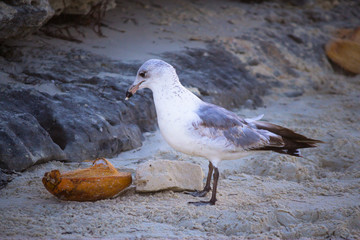 Seagull with a coconut on the beach