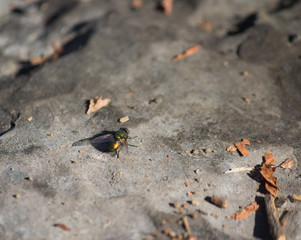 Common fly on a rock-close-up