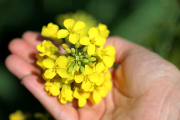 hand holds a yellow flower rape