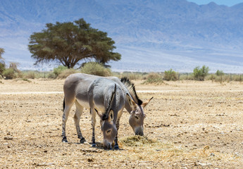 Somali wild donkey (Equus africanus). This species is extremely rare both in nature and in...