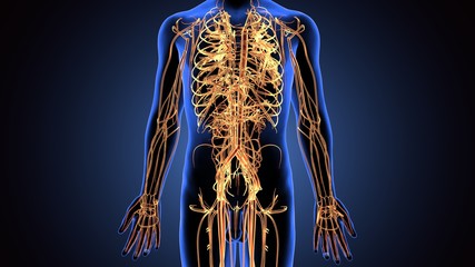 3d illustration of human body nerves system