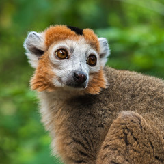 Obraz premium Portrait of an adult male rowned lemur( Eulemur coronatus)