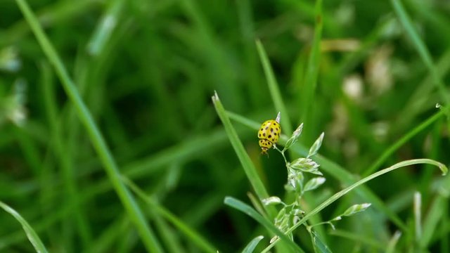 A yellow ladybird (Psyllobora vigintiduopunctata) taking off from grass.