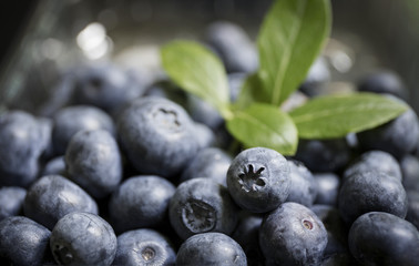 Obraz na płótnie Canvas blue fresh blueberries