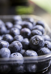 blue fresh blueberries