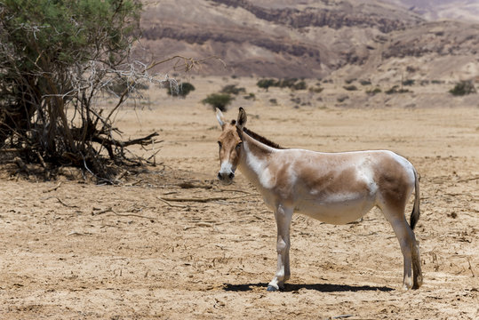 Onager (Equus hemionus) is a brown Asian wild donkey inhabits  nature reserve park near Eilat, Israel