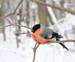The bullfinch with a red breast
