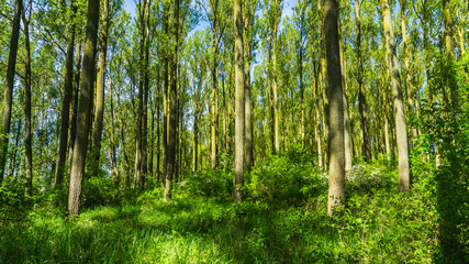 tree stems in the forest - landscape