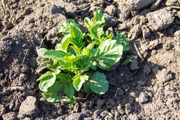 Young potato plant growing on the vegetable garden