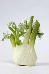 Fennel on white ground