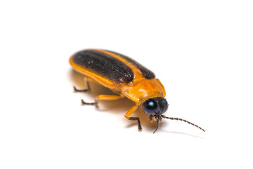A firefly isolated on white background.