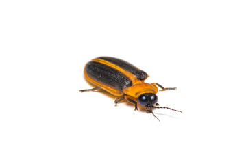 A firefly isolated on white background.