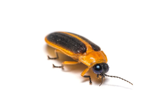 A Firefly Isolated On White Background.