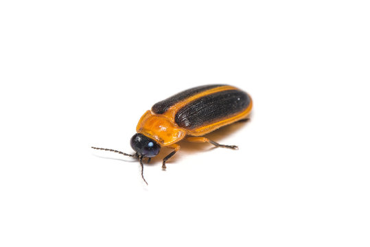 A Firefly Isolated On White Background.