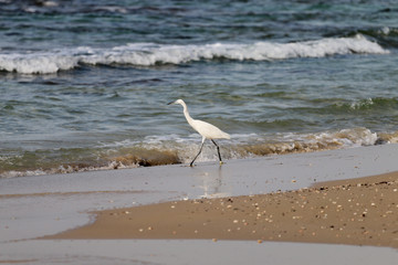 Stork walking on the beach looking for food in water