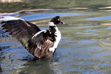 Wild duck sits in the water with the flight, the Israeli