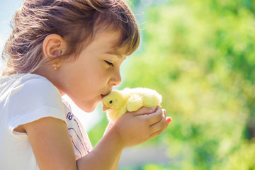 The child holds a chicken in his hands. The girl and the bird. Selective focus.   © yanadjan