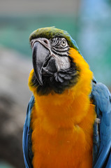 Blue and gold macaw parrot closeup portrait