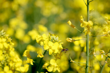 rape blossoms, bees collect honey