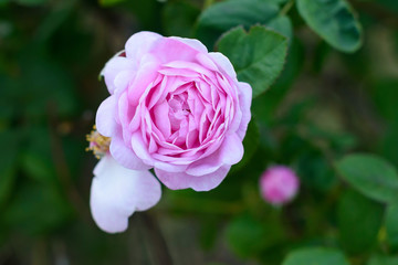 Pink rose