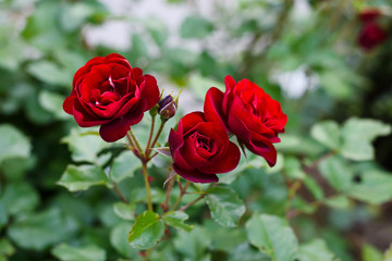 Fototapeta premium Red roses