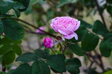 Pink rose