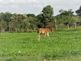 Cavalinho pastando.